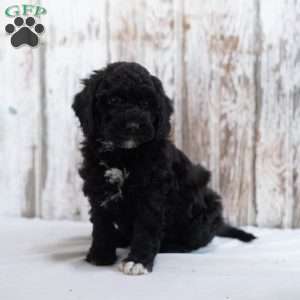 Hawk, Mini Labradoodle Puppy